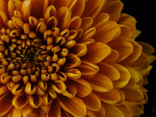 Kostnadsfria Kostnadsfri bild av blomma, dahlia, extrem närbild Stock foto