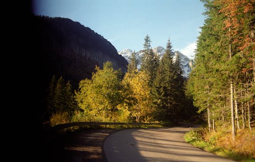 View of an Asphalt Road between Trees in Mountains 