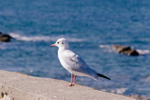 Imagine de stoc gratuită din a închide, beton, coastă