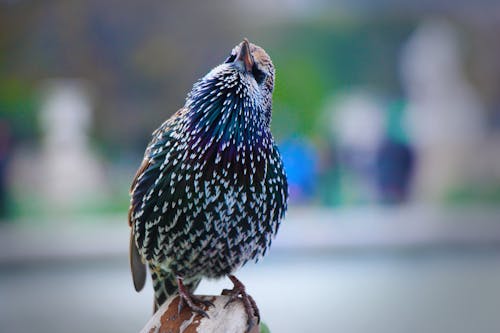 Free stock photo of colourful bird, colourful feathers, feathers