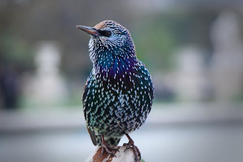 Darmowe zdjęcie z galerii z kolorowe pióra, kolorowy ptak, mały ptak