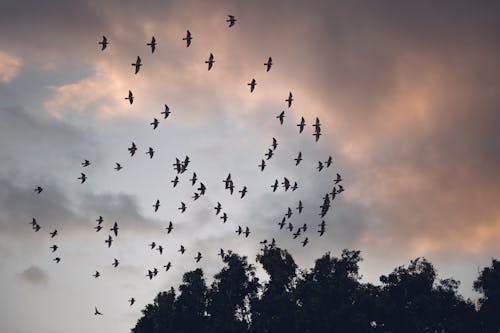 Silhouette of a Flock of Birds Against the Sky