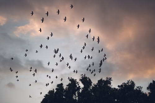 Gratis stockfoto met achtergrond, beesten, bomen