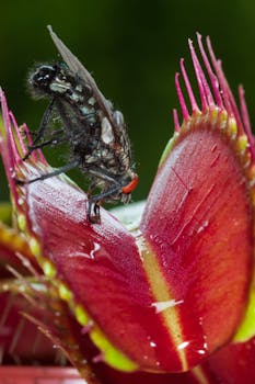 Detailed macro shot of a Venus Flytrap capturing a fly, showcasing nature's unique predator-prey dynamics.