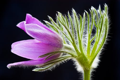 Close-up of a Purple Flower