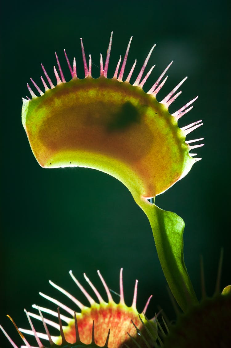 Close-up Of A Flycatcher Plant 