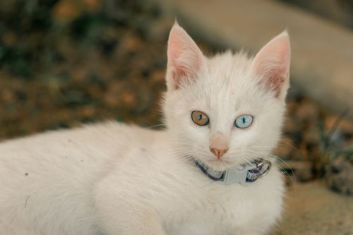 Free Charming white kitten with heterochromia relaxing outdoors, a perfect blend of curiosity and cuteness. Stock Photo
