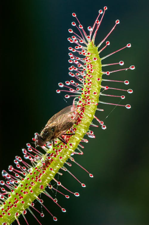 Fly on Plant