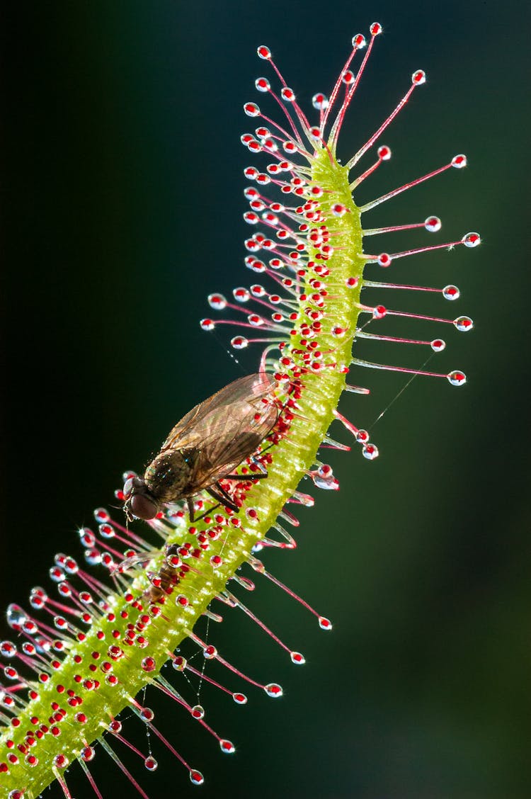 Fly On Plant