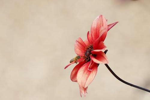 Bee Flying Towards Flower