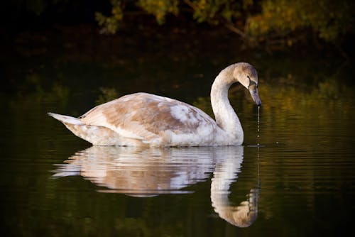 Close-up of a Young Swan Swimming in a Body of Water 