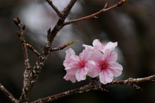 Foto d'estoc gratuïta de arbre, branca, flor de cirerer