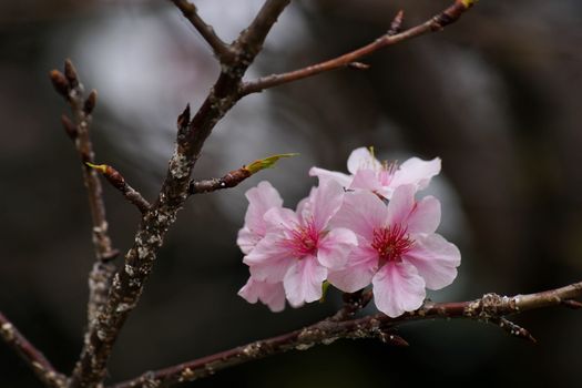 Detailed view of pink cherry blossoms on a tree branch, symbolizing springtime beauty.