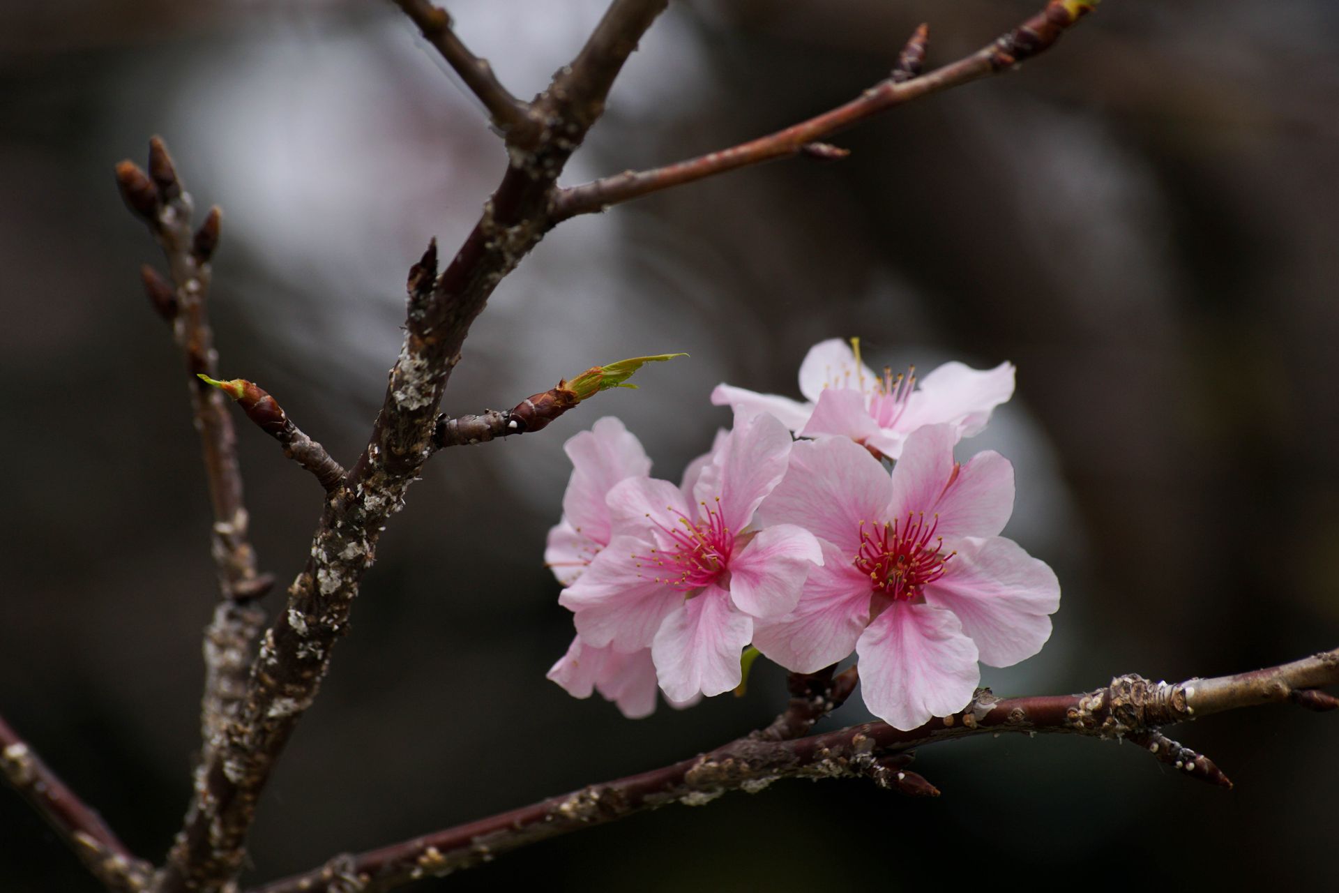 Detailed view of pink cherry blossoms on a tree branch, symbolizing springtime beauty.