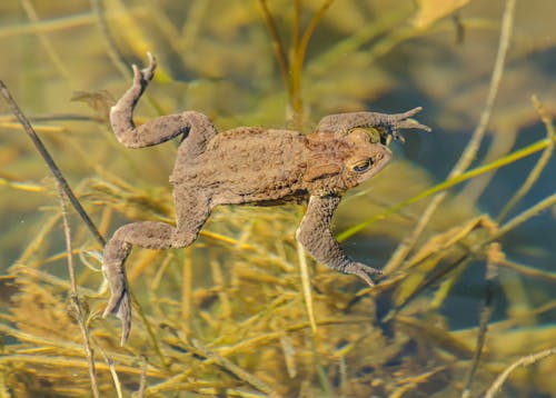 Kostnadsfri bild av amfibie, bufo bufo, djur