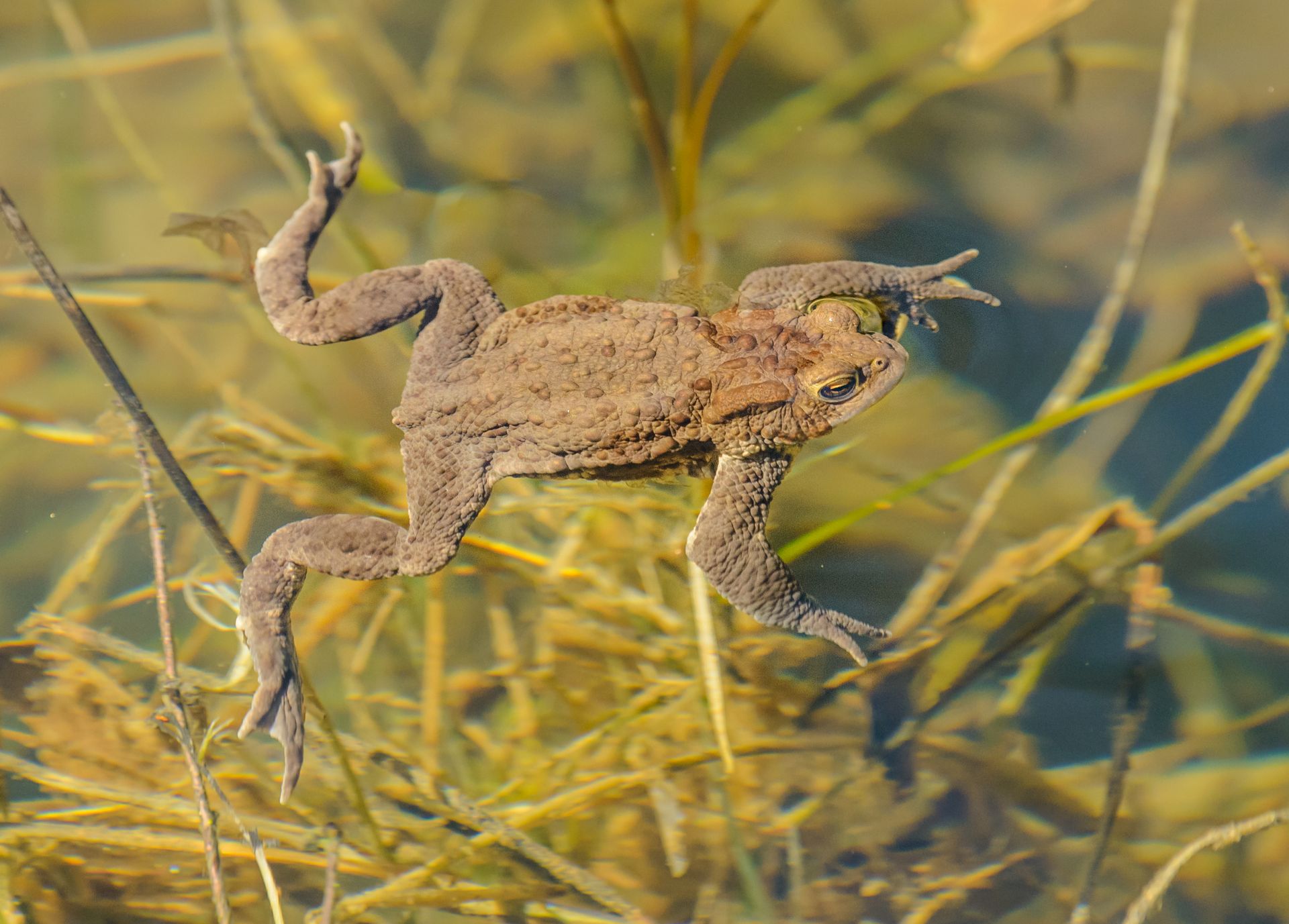 Close-up of a Toad