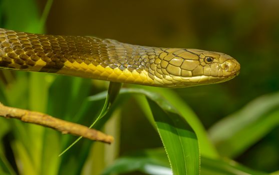 Free stock photo of animal, biology, cobra