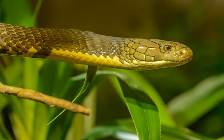 Close-up Of A Snake In Grass 