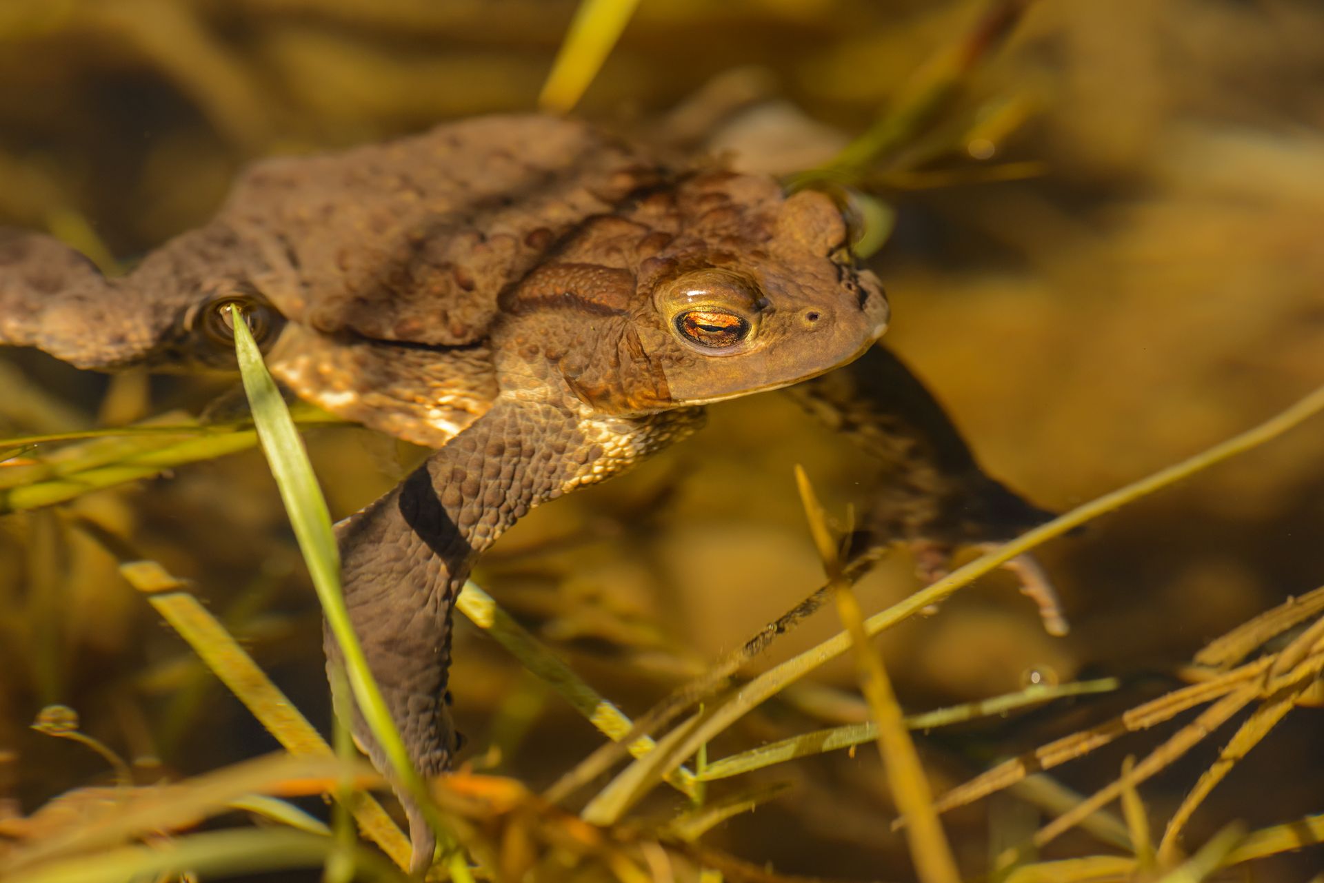 Close up of Frog on Grasses