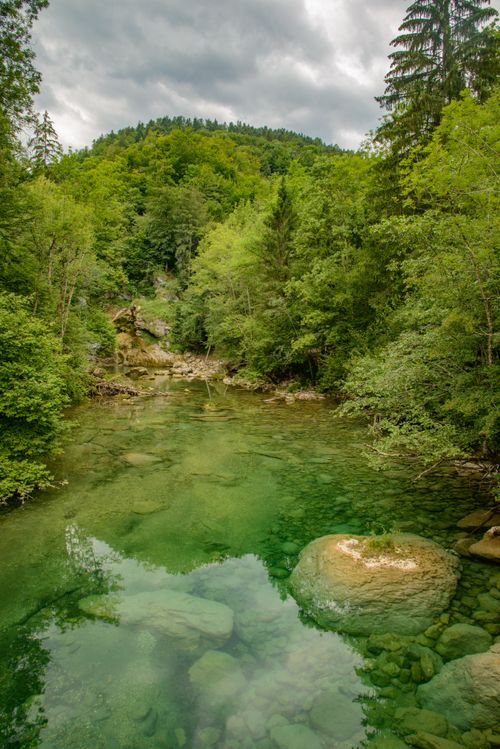 Free Serene forest stream scene with lush greenery and overcast skies, perfect for nature lovers. Stock Photo
