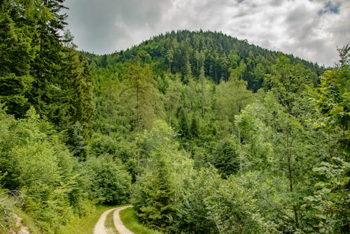 A Trail in Mountains Covered in Green Trees 