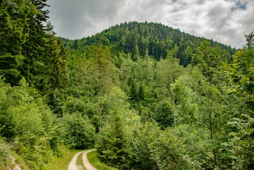 Free Explore a lush green forest trail winding through a verdant mountain landscape under a cloudy summer sky. Stock Photo