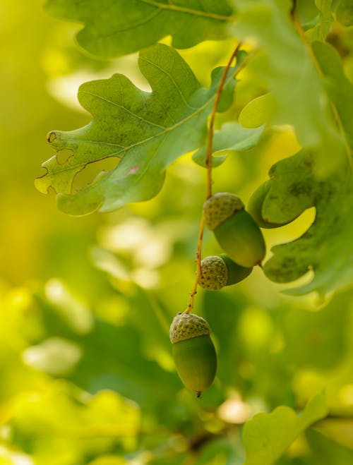 Green Acorns and Leaves