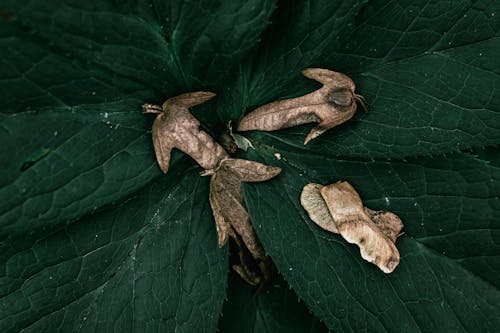 Close-up of Dry Leaves Lying on Green Leaves
