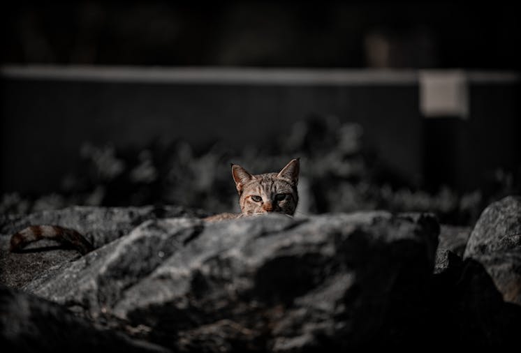 A focused portrait of a cat peeking over rocks with a dramatic background in Kuwait City.