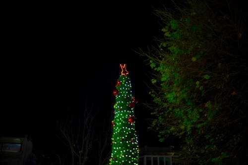 Gratis lagerfoto af åh juletræ, farverig, grøn