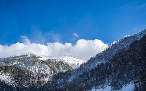 Gratis stockfoto met achtergrond, blauwe lucht, Bos