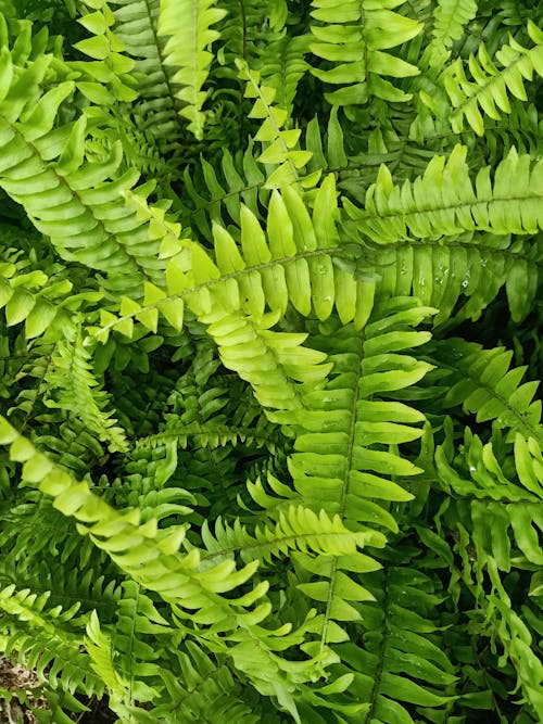 Lush Fern Leaves