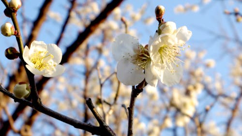 On an early spring day, the plum blossoms bloom beautifully