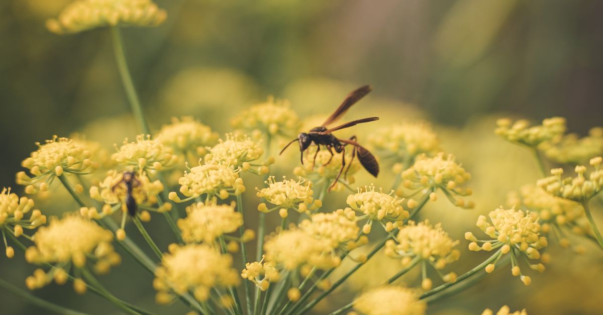 Fens Insect Insect on Fennel · Free Stock Photo