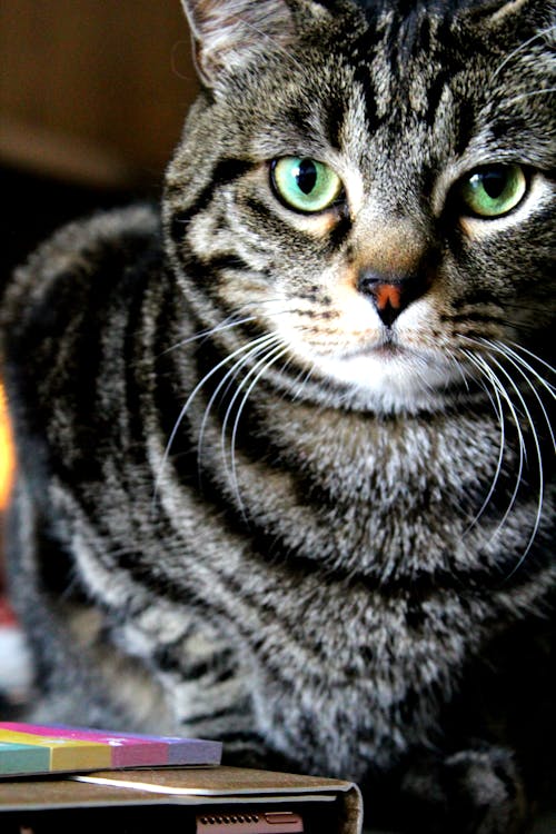 ネコ, ぶち, 猫科の無料の写真素材