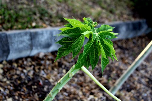Gratis Fotos de stock gratuitas de crecimiento, hojas, jardín Foto de stock