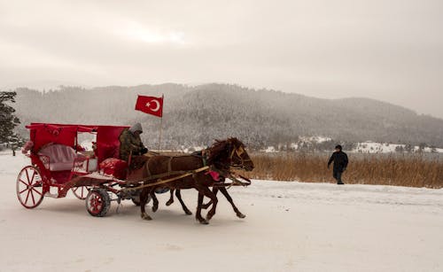 Photos gratuites de calèche, chevaux, hiver