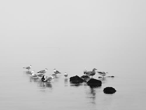 Бесплатное стоковое фото с море, птицы, туман
