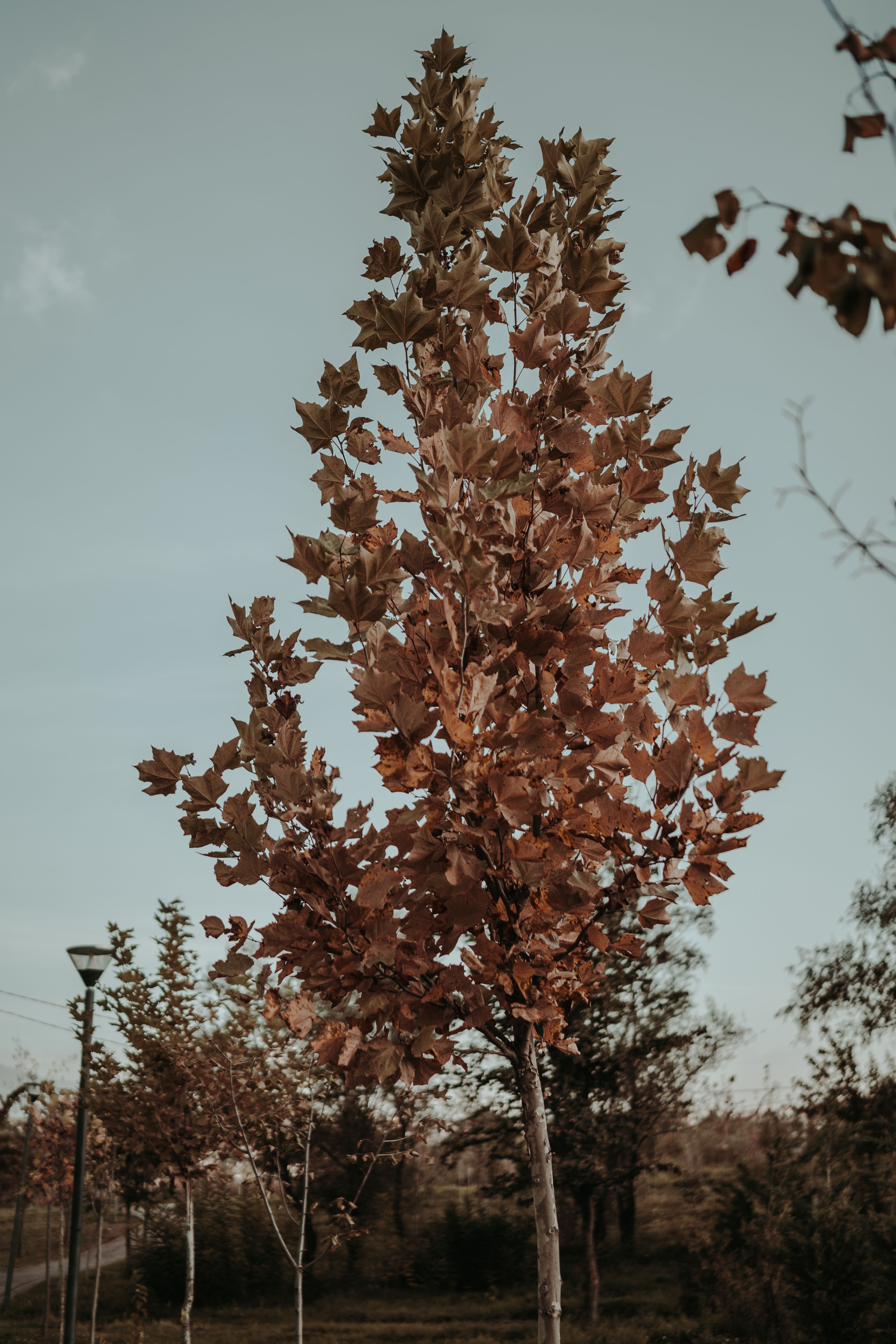 Gratis Immagine gratuita di abbaiare, albero, alto Foto a disposizione