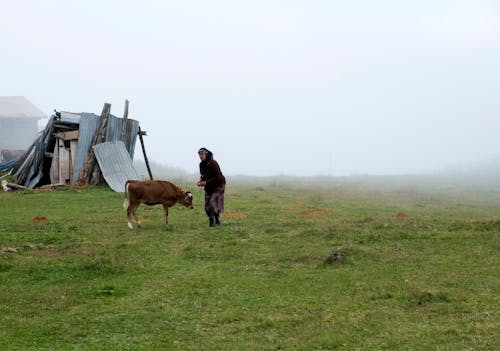 Бесплатное стоковое фото с деревня-женщина, домашний скот, животное