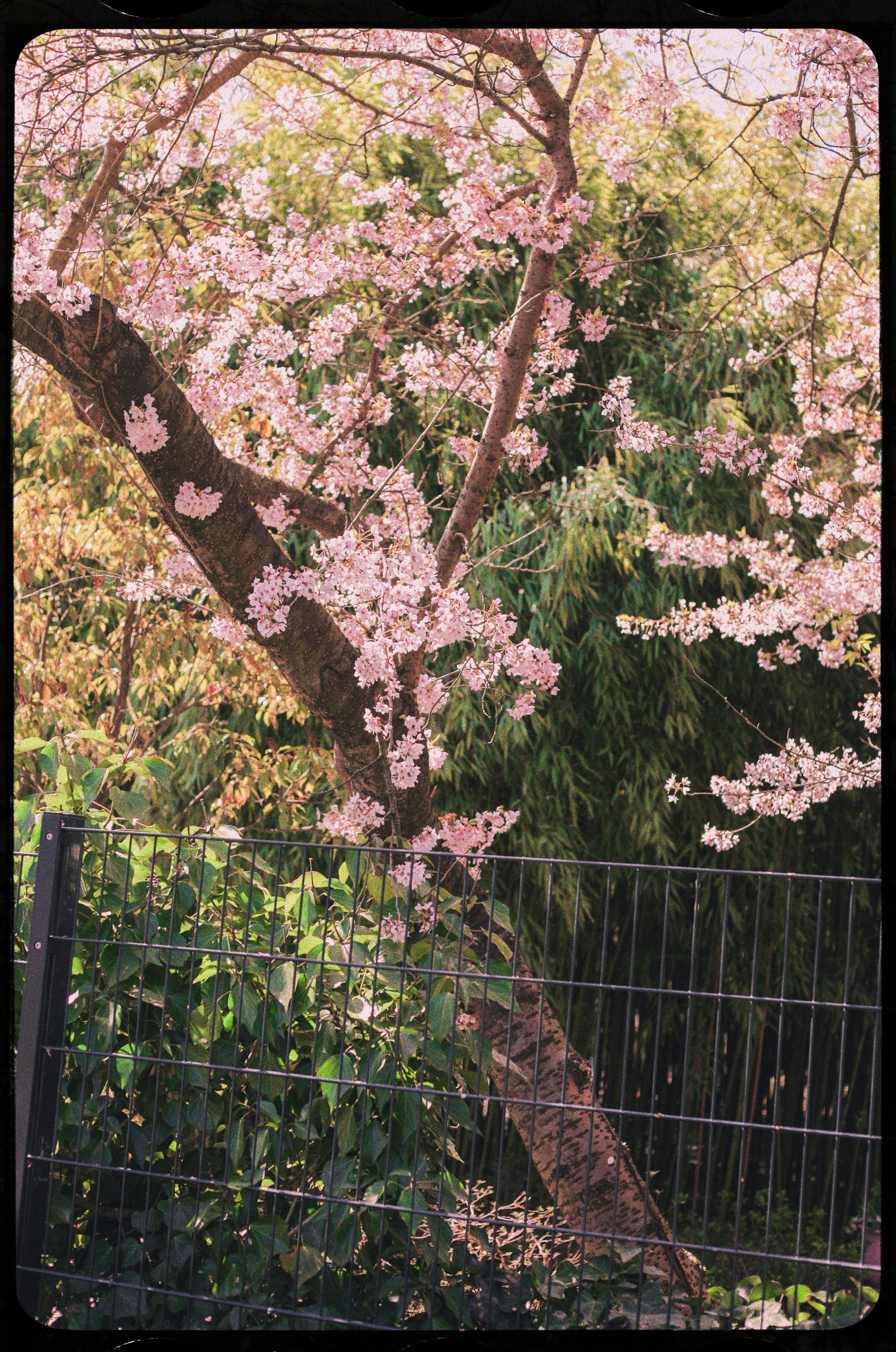 A vibrant cherry tree in full bloom, captured during springtime, standing tall behind a metal fence.