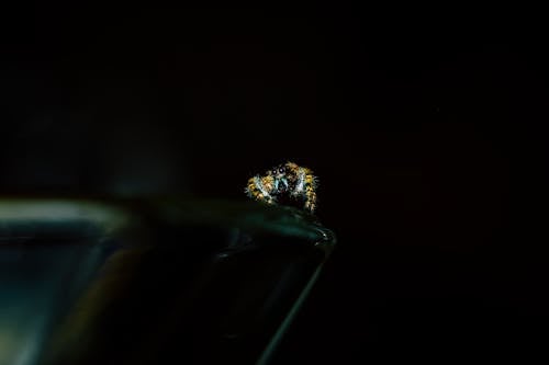 Δωρεάν στοκ φωτογραφιών με macro, αράχνη, έντομο Φωτογραφία από στοκ φωτογραφιών