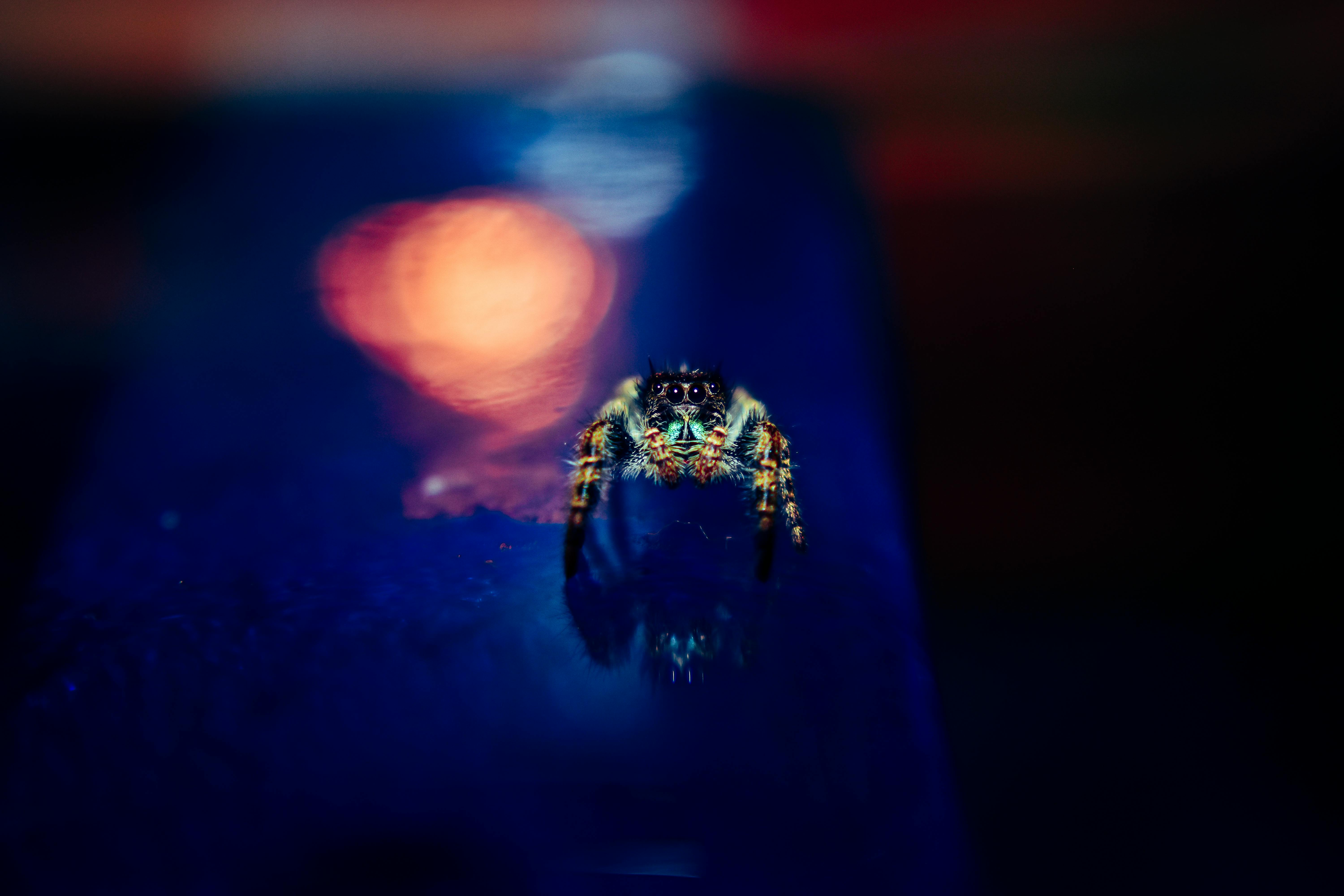 一张迷人的图像：一只蜘蛛在黑暗模糊的背景上跳跃，灯光明亮