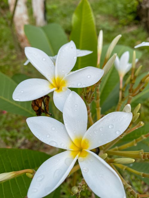 Free Beautiful close-up of white plumeria flowers with dewdrops, showcasing nature's elegance. Stock Photo