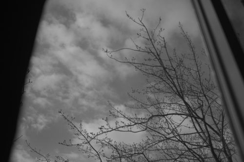 Free Black and white view of branches against a cloudy sky through a window. Stock Photo