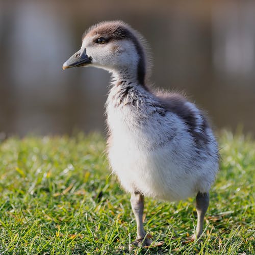 Duckling on Grass