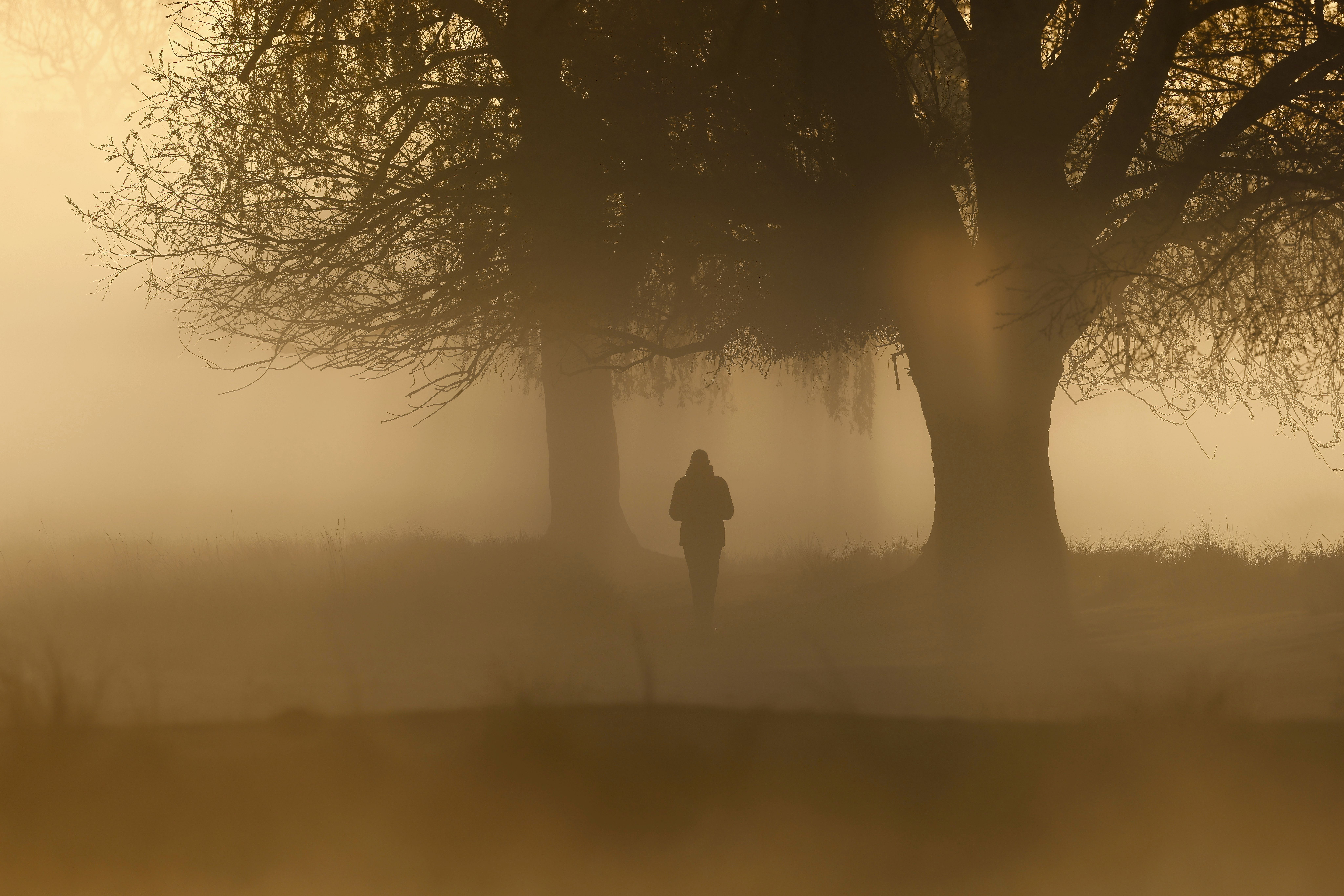 A lone silhouette walks through foggy trees in Hyde Park, London, creating a serene and mysterious atmosphere.