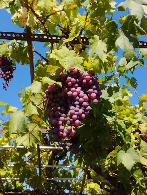 Бесплатное стоковое фото с вертикальный выстрел, виноград, виноградная лоза