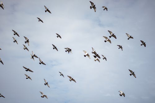 A Flock of Birds on the Background of a Cloudy Sky 