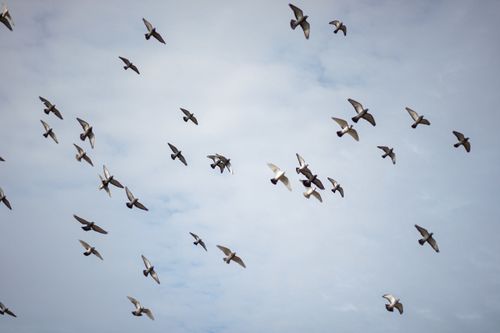 Free A large flock of birds soaring through an overcast sky, symbolizing migration and freedom. Stock Photo